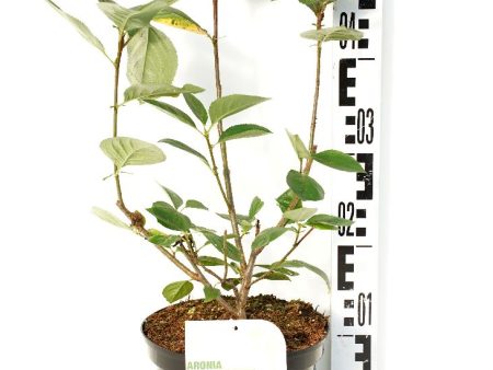 Aronia melanocarpa Cheap