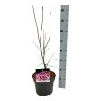 Acer pal.  Atropurpureum  Online Hot Sale