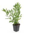 Aster ageratoides  Ashvi  For Discount