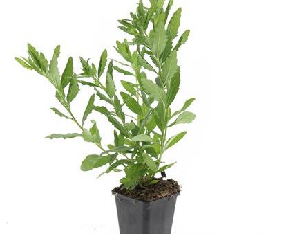 Aster ageratoides  Ashvi  For Discount