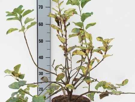 Amelanchier aln.  Greatberry® Garden  Online now