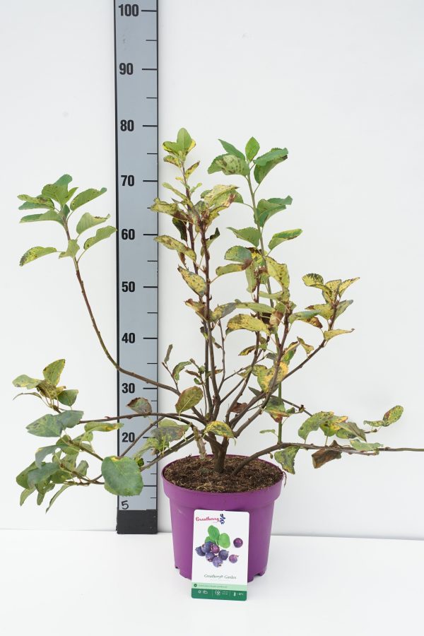 Amelanchier aln.  Greatberry® Garden  Online now