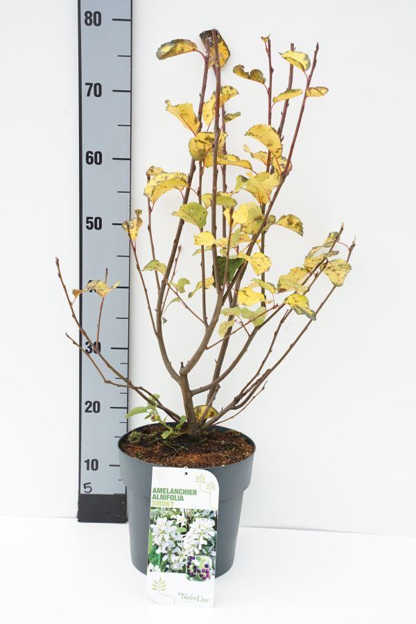 Amelanchier aln.  Smoky  on Sale